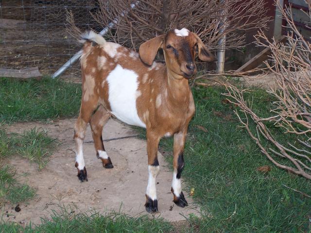 Goldie, our sweetie, skittish girl, RIP