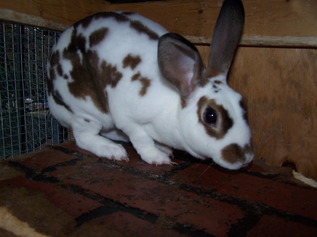 Sassy-Mini Rex Doe-Broken Chocolate