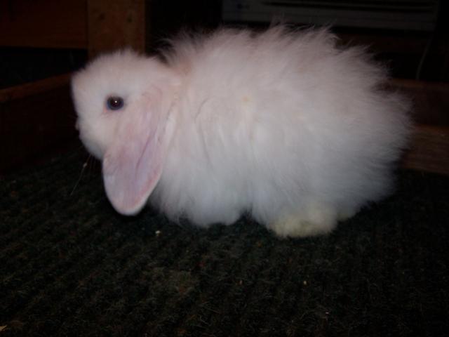 Casper-Holland Lop Buck-BEW