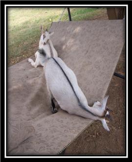 Willie and Gracie being lazy on the hammock (Shirt reads "Rough being a Kid!")