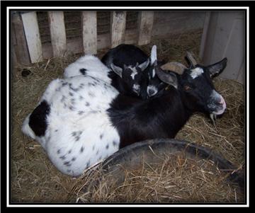 Nibbles and her babies, now our boys Junior and Gizmo (Shirt reads "Kids are Tuff on an Ol Girl") 