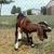 Betty snacking on some hay.