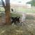 Coco and Rascal eating hay with Bonnie.