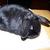 Pebbles - Holland Lop Doe- Black