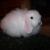 Casper-Holland Lop Buck - Blue-Eyed White