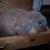 Honey-Holland Lop Doe-Blue Tort  She is sold, but bred to Martin
