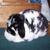 Floppy-Holland Lop Doe-Broken Black