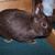 Woody-Netherland Dwarf Buck-Chocolate