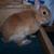 Garfield-Netherland Dwarf Buck-Orange