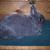 Gypsy-Netherland Dwarf Doe-Blue VM