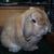 Sunny - Holland Lop Buck -Orange