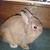 Amber - Netherland Dwarf Doe - Chocolate Chestnut