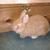 Sunkist - Netherland Dwarf Buck - Orange