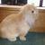 Selena - Holland Lop Doe - Orange