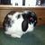 Ezzie - Holland Lop Doe - Broken Black