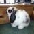 Lacey - Holland Lop Doe - Broken Black