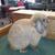 Tiffrowel - Holland Lop Doe - Tort