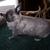 Dinah-Netherland Dwarf Doe-Sable Point