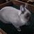 Slater-Netherland Dwarf Buck-Siamese Smoke Pearl Marten