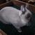 Slater-Netherland Dwarf Buck-Siamese Smoke Pearl Marten