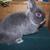 Iggy-Netherland Dwarf Buck-Blue Marten