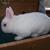 Blue-Netherland Dwarf Buck-BEW