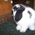 Cookie - Holland Lop Doe - Broken Black