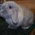 Brea -Holland Lop Doe - Blue Tort