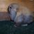 Blossum - Holland Lop Doe - Black Tort