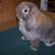 Sunset - Holland Lop Buck - Black Tort