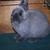 Miss Fancy - Netherland Dwarf Doe - Siamese Smoke Pearl