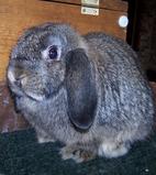 Beauty - Holland Lop Doe - Chestnut