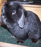 Martin - Holland Lop Buck - Black